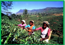 Tea plantations in Sri Lanka 1